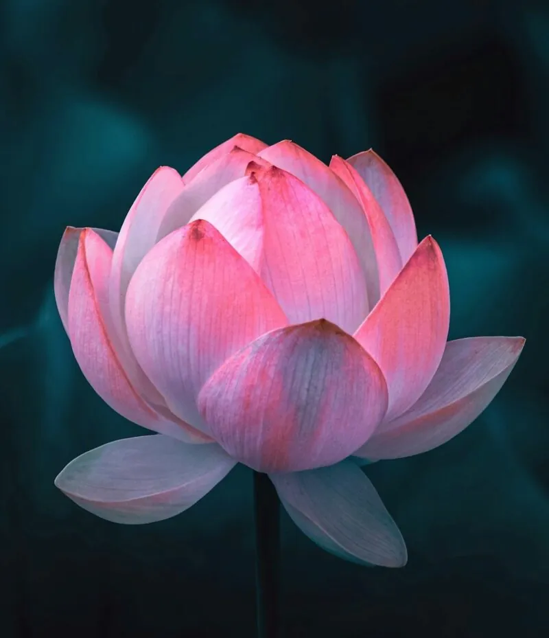 Het lotus blad waar het Solanya Massage logo op geïnspireerd is.